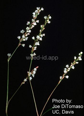 smartweed, marshpepper